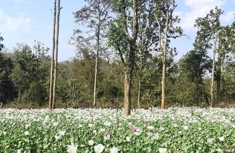 पलामू पुलिस की बड़ी कार्रवाई: पांकी थाना क्षेत्र में 7 एकड़ अवैध अफीम/पोस्ता की खेती नष्ट 17 20260219 204345