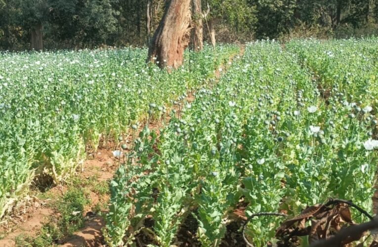 बोलबा में अफीम की अवैध खेती पर पुलिस का बड़ा प्रहार: कई एकड़ फसल नष्ट, नशा तस्करों पर सख्ती जारी 21 20260224 162526