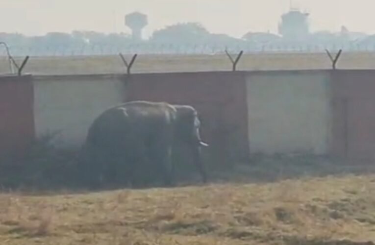 रांची में जंगली हाथी का शहर में प्रवेश: हटिया इलाके में मचा हड़कंप : देखे वीडियो 36 20260227 092155