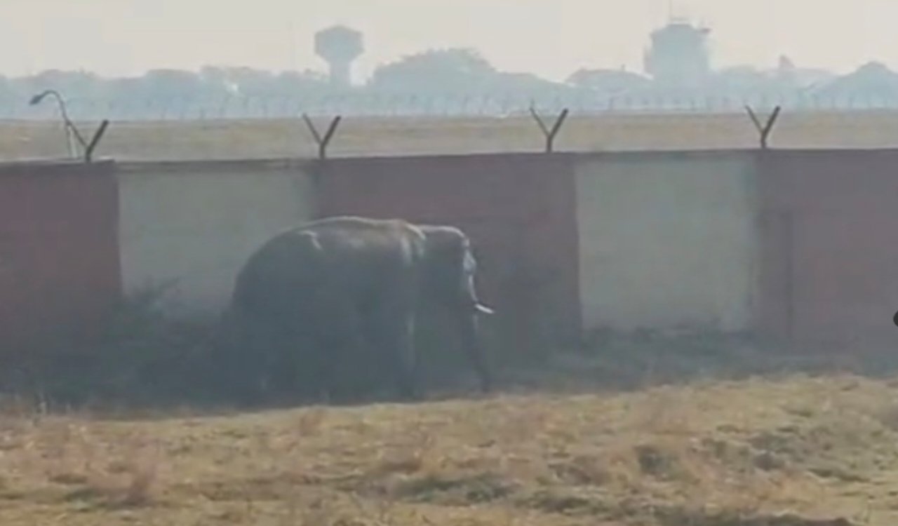 रांची में जंगली हाथी का शहर में प्रवेश: हटिया इलाके में मचा हड़कंप : देखे वीडियो 2 20260227 092155