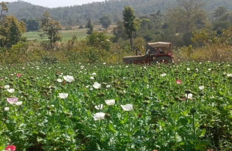 चतरा पुलिस ने 116 एकड़ अवैध अफीम की खेती को शुरुआती चरण में ही किया नष्ट, आरोपियों की तलाश जारी 18 20260227 221944