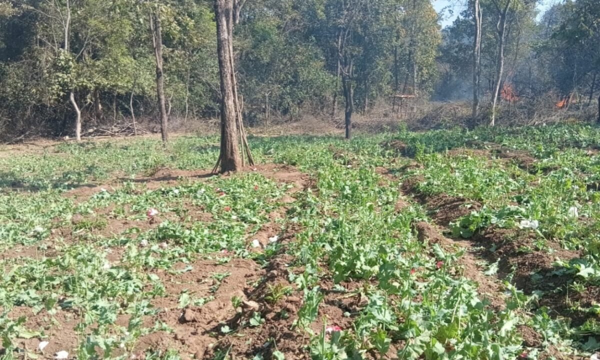 हजारीबाग में बड़ी कार्रवाई।: चौपारण थाना क्षेत्र के जंगल में 2 एकड़ अवैध अफीम की खेती नष्ट, ड्रोन से की गई निगरानी 14 20260227 224053
