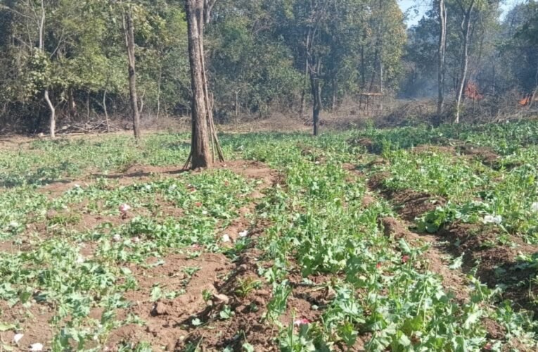 हजारीबाग में बड़ी कार्रवाई।: चौपारण थाना क्षेत्र के जंगल में 2 एकड़ अवैध अफीम की खेती नष्ट, ड्रोन से की गई निगरानी 17 20260227 224053