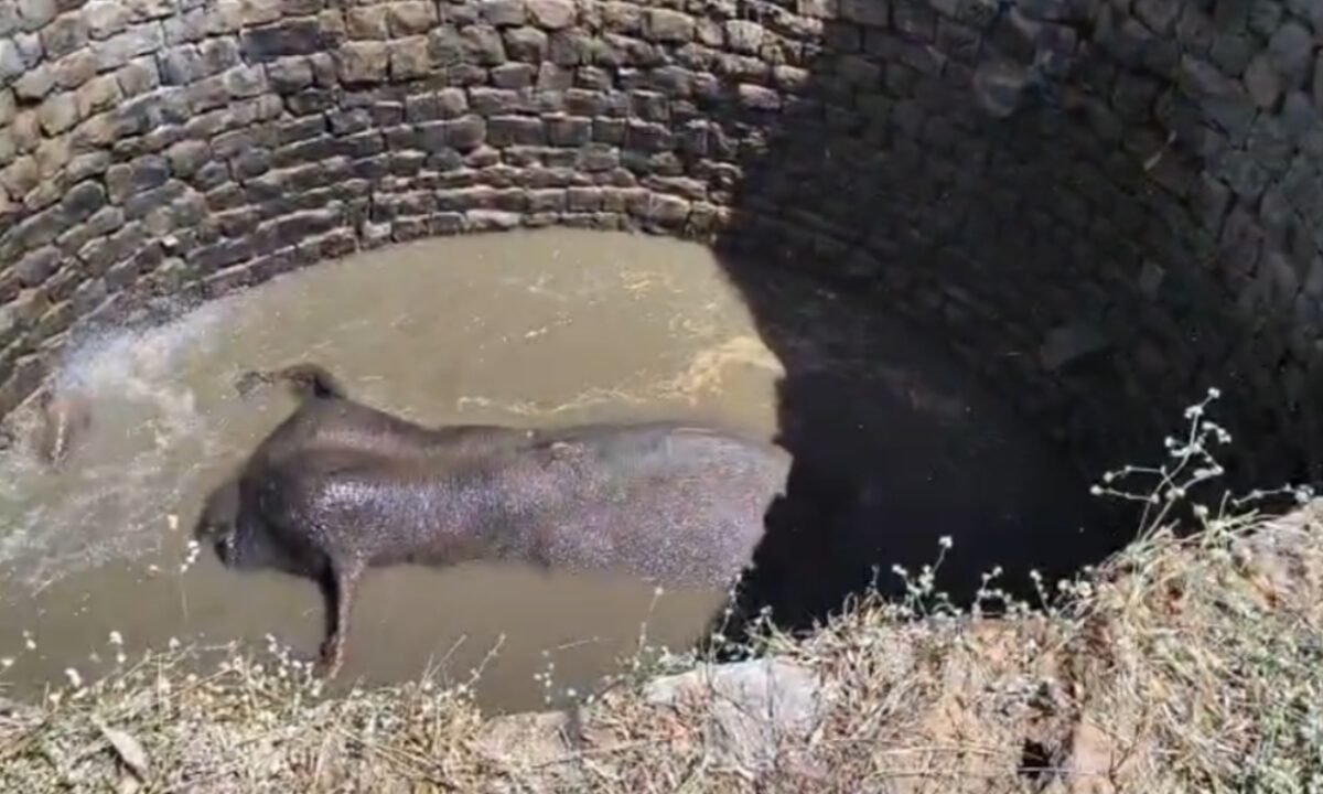 जंगली हाथी ने कुएं में लगाई छलांग, इलाके में मच गया हड़कंप, चल रहा रेस्क्यू ऑपरेशन 41 20260302 145757