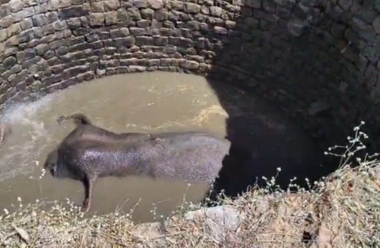 जंगली हाथी ने कुएं में लगाई छलांग, इलाके में मच गया हड़कंप, चल रहा रेस्क्यू ऑपरेशन 22 20260302 145757