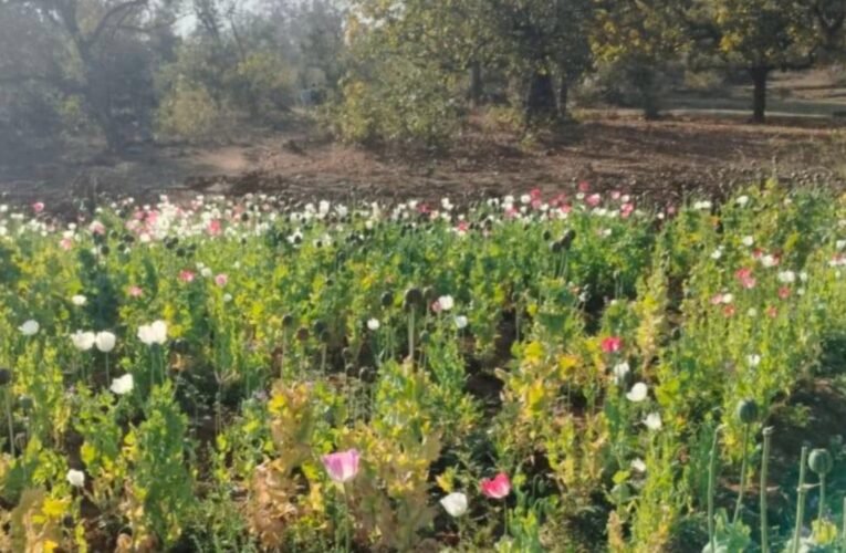 पुलिस की बड़ी कार्रवाई: 4 कट्ठा अवैध अफीम/पोस्ता की खेती मौके पर किया नष्ट 21 20260302 150503