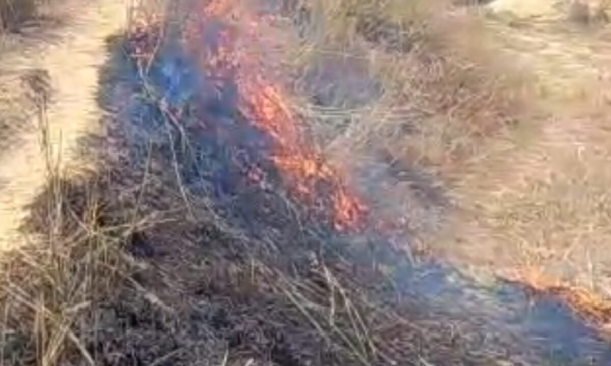 जंगल में लगी भीषण आग: महुआ फूलों के लिए लगाई गई आग से पर्यावरण को खतरा 43 20260303 201509