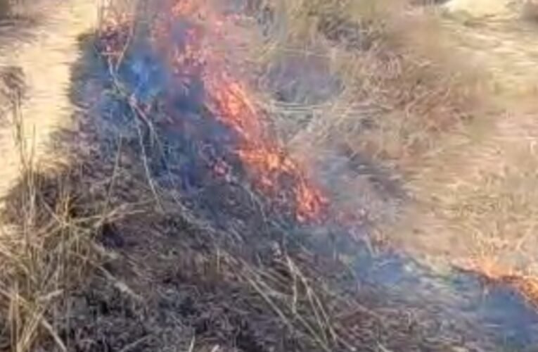 जंगल में लगी भीषण आग: महुआ फूलों के लिए लगाई गई आग से पर्यावरण को खतरा 18 20260303 201509