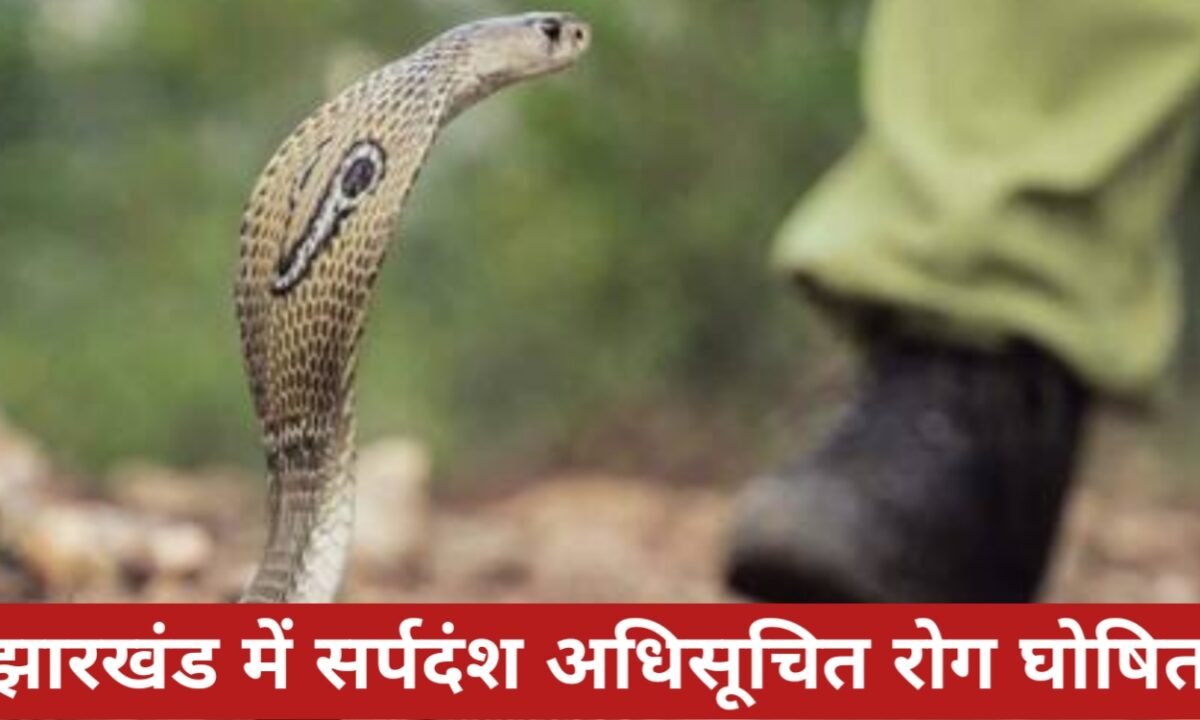झारखंड में सर्पदंश अधिसूचित रोग घोषित, हर मामले की रिपोर्टिंग अनिवार्य 41 20260326 175728