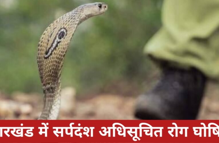 झारखंड में सर्पदंश अधिसूचित रोग घोषित, हर मामले की रिपोर्टिंग अनिवार्य 19 20260326 175728