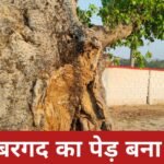 जर्जर बरगद का पेड़ बना खतरा, विशाल बरगद का पेड़ हादसे को दे रहा आमंत्रण, प्रशासन बेपरवाह 20260330_171032
