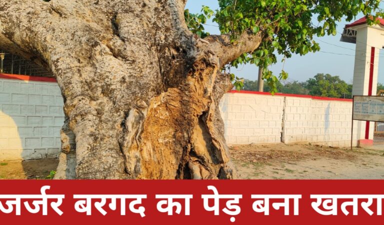 जर्जर बरगद का पेड़ बना खतरा, विशाल बरगद का पेड़ हादसे को दे रहा आमंत्रण, प्रशासन बेपरवाह