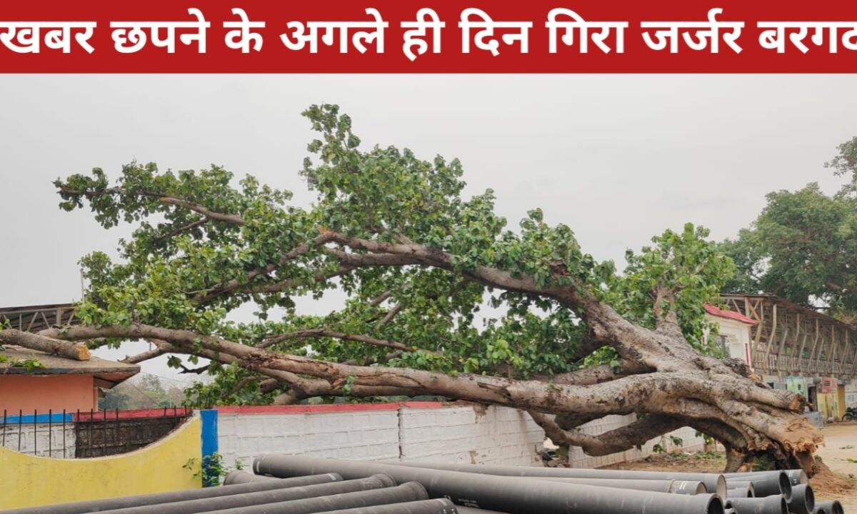 दृष्टि नाउ में खबर छपने के अगले ही दिन गिरा जर्जर बरगद, बड़ा हादसा टला – एक घायल 37 20260331 120549