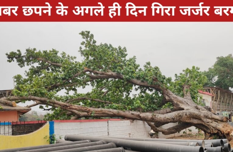 दृष्टि नाउ में खबर छपने के अगले ही दिन गिरा जर्जर बरगद, बड़ा हादसा टला – एक घायल 29 20260331 120549