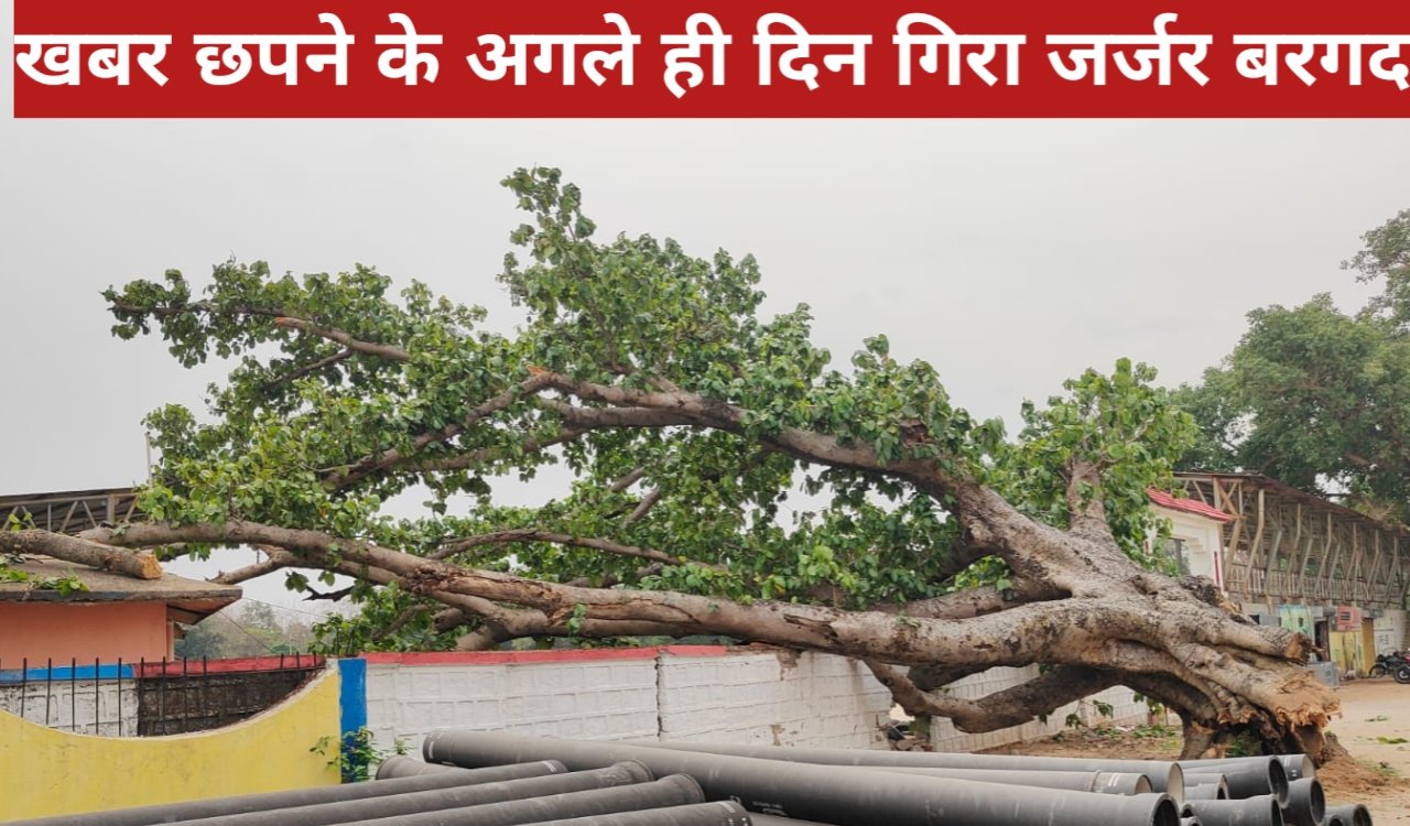 दृष्टि नाउ में खबर छपने के अगले ही दिन गिरा जर्जर बरगद, बड़ा हादसा टला – एक घायल 1 20260331 120549
