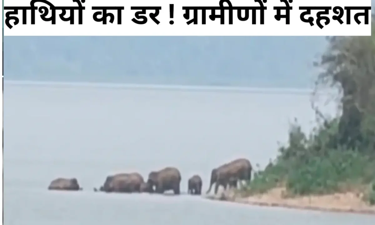 चांडिल में हाथियों का तांडव: 50 गांवों में दहशत, दिन में डैम में जलक्रीड़ा और रात में घरों पर हमला 39 20260406 161247