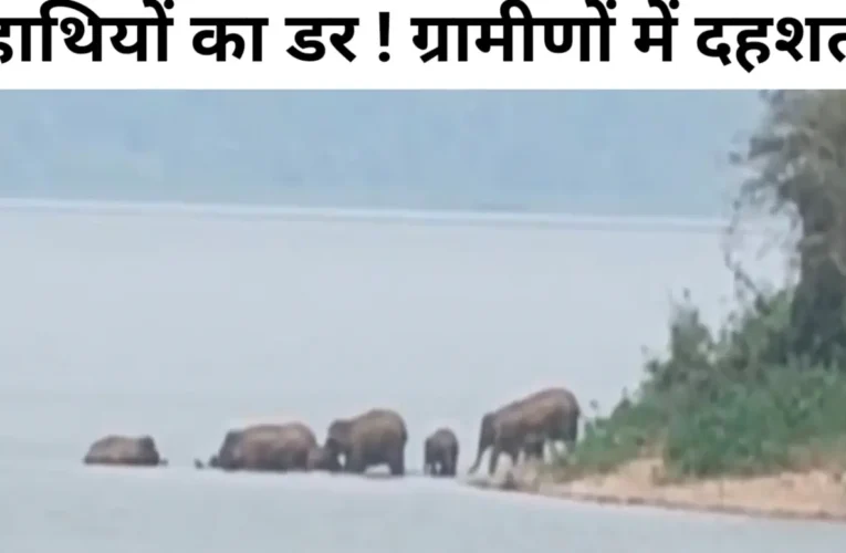 चांडिल में हाथियों का तांडव: 50 गांवों में दहशत, दिन में डैम में जलक्रीड़ा और रात में घरों पर हमला 21 20260406 161247