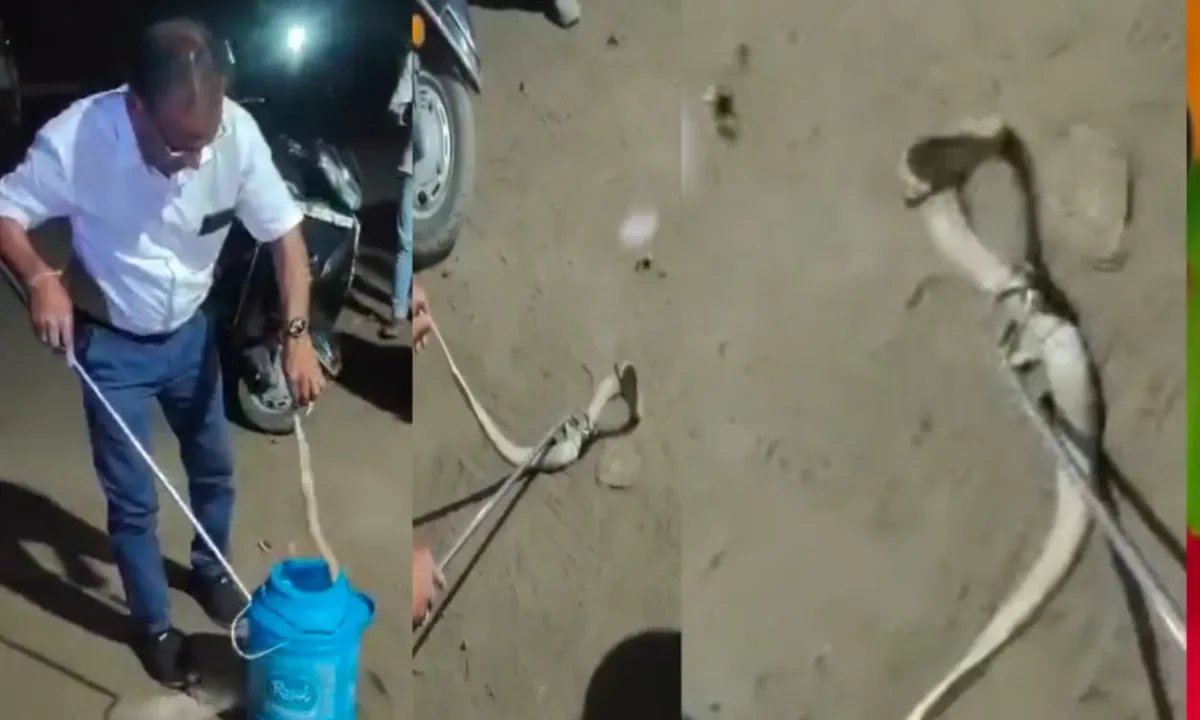 Venomous Cobra Unleashes Havoc—Here's How the Rescue Team Subdued It.