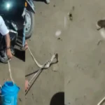 Venomous Cobra Unleashes Havoc—Here's How the Rescue Team Subdued It.