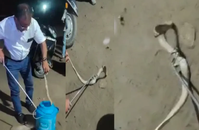 बोकारो: वर्कशॉप में घुसा काल! जहरीले कोबरा ने मचाया तांडव, रेस्क्यू टीम ने ऐसे पाया काबू