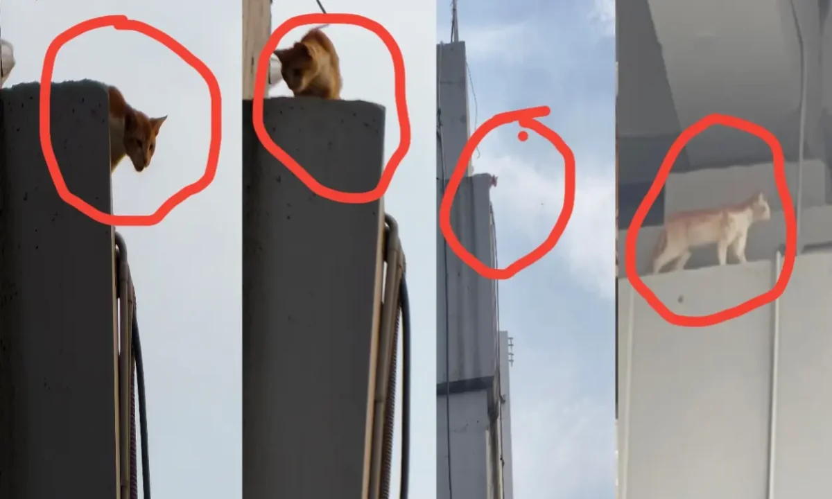 Ranchi: Innocent Cat Trapped on 70-Foot-High Bridge on Station Road