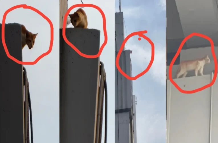 Ranchi: Innocent Cat Trapped on 70-Foot-High Bridge on Station Road