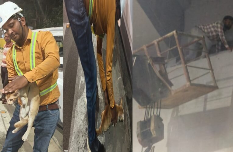 animalrescue-hemantsoren