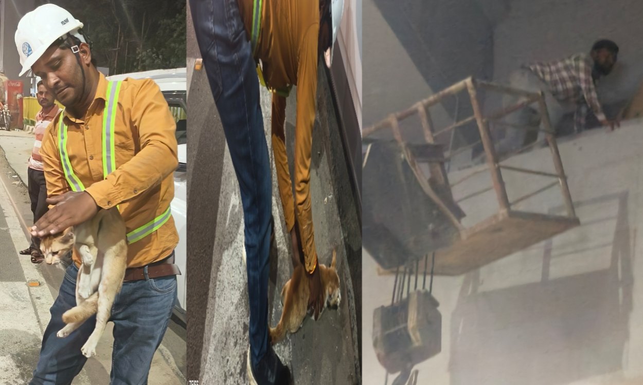 animalrescue-hemantsoren