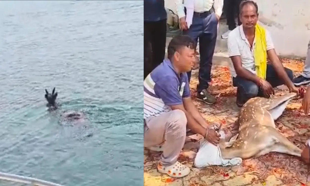 BokaroNews KonarDam WildlifeRescue