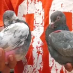 Pigeon-Flying Frenzy Sweeps Jamshedpur