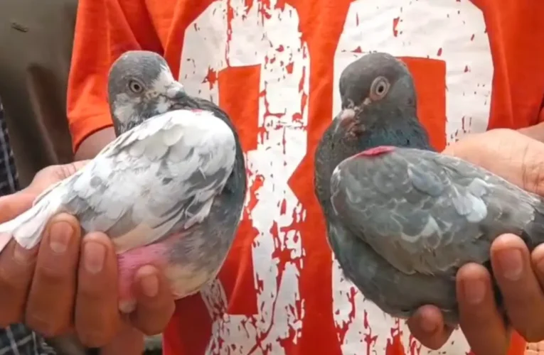 जमशेदपुर में उमड़ा कबूतरबाजी का जुनून: 50 हजार के इनाम के लिए आसमान में दमखम दिखाएंगे परिंदे