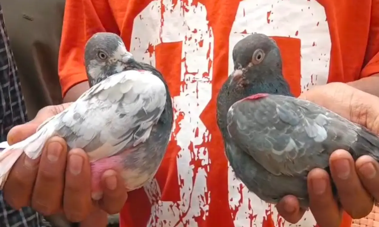 Pigeon-Flying Frenzy Sweeps Jamshedpur