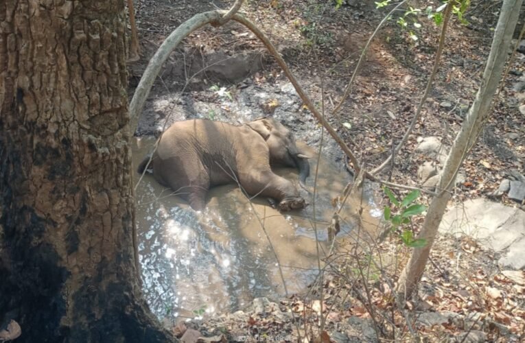सारंडा: IED ब्लास्ट की चपेट में आकर जंगली हाथी गंभीर रूप से घायल, हालत नाजुक; रेस्क्यू में जुटा वन विभाग
