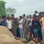 Elephant story