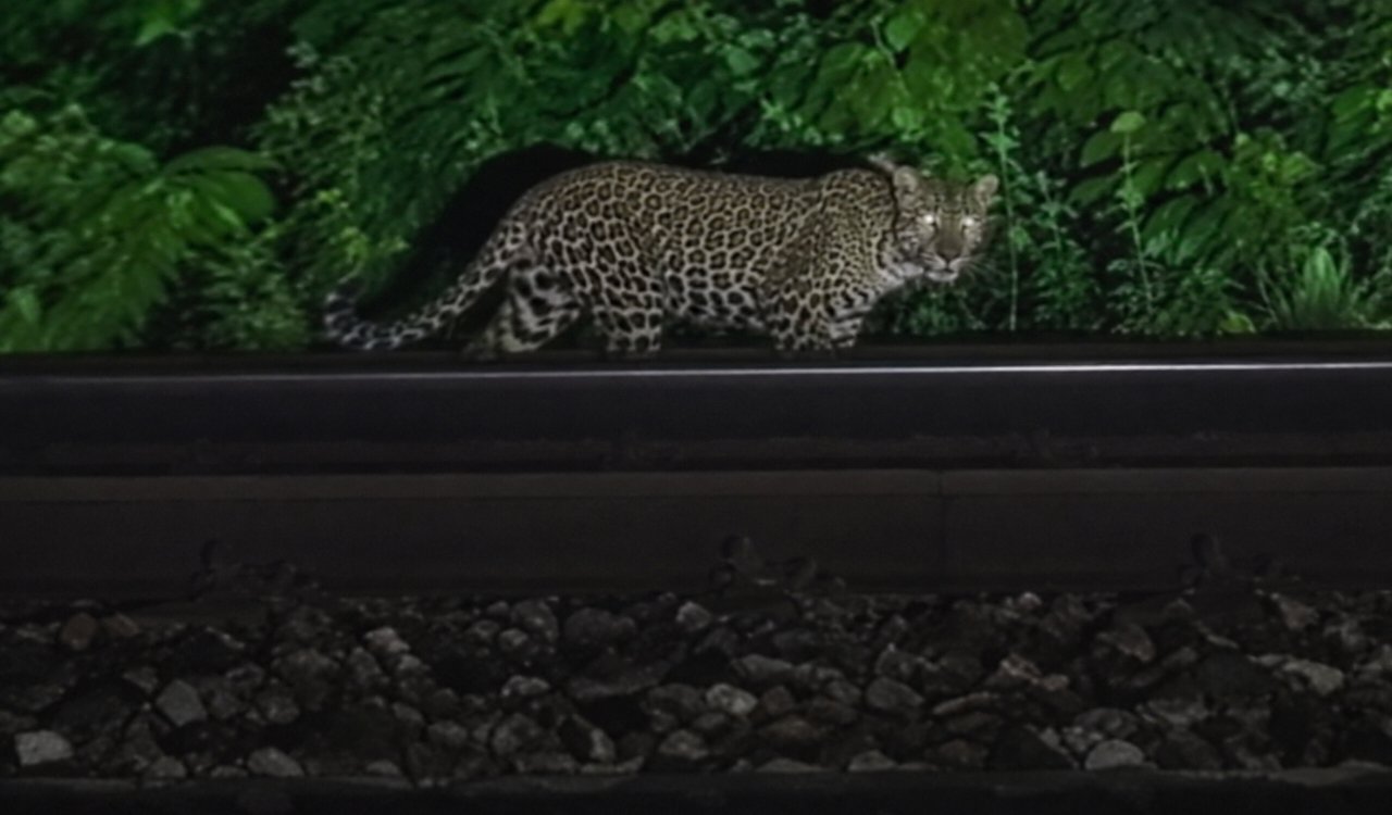 Tatanagar Rail Yard, Jamshedpur Leopard News