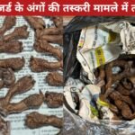 Three arrested in monitor lizard organ smuggling case, 30 'Hatha' recovered from Ranchi hotel