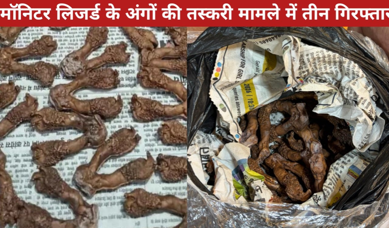 Three arrested in monitor lizard organ smuggling case, 30 'Hatha' recovered from Ranchi hotel