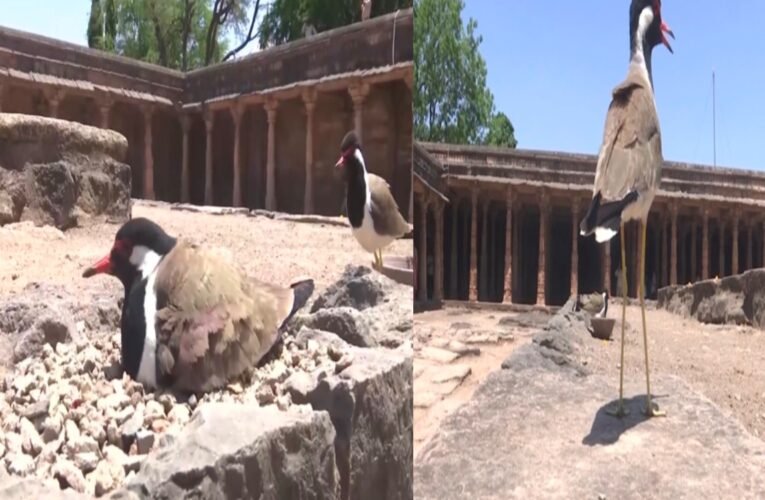 भोजशाला में कौतूहल का केंद्र बनी अनोखी ‘टिटहरी’: सालो बाद दिखी यह पक्षी मानो कोर्ट के फैसले का का इंतजार कर रही हो