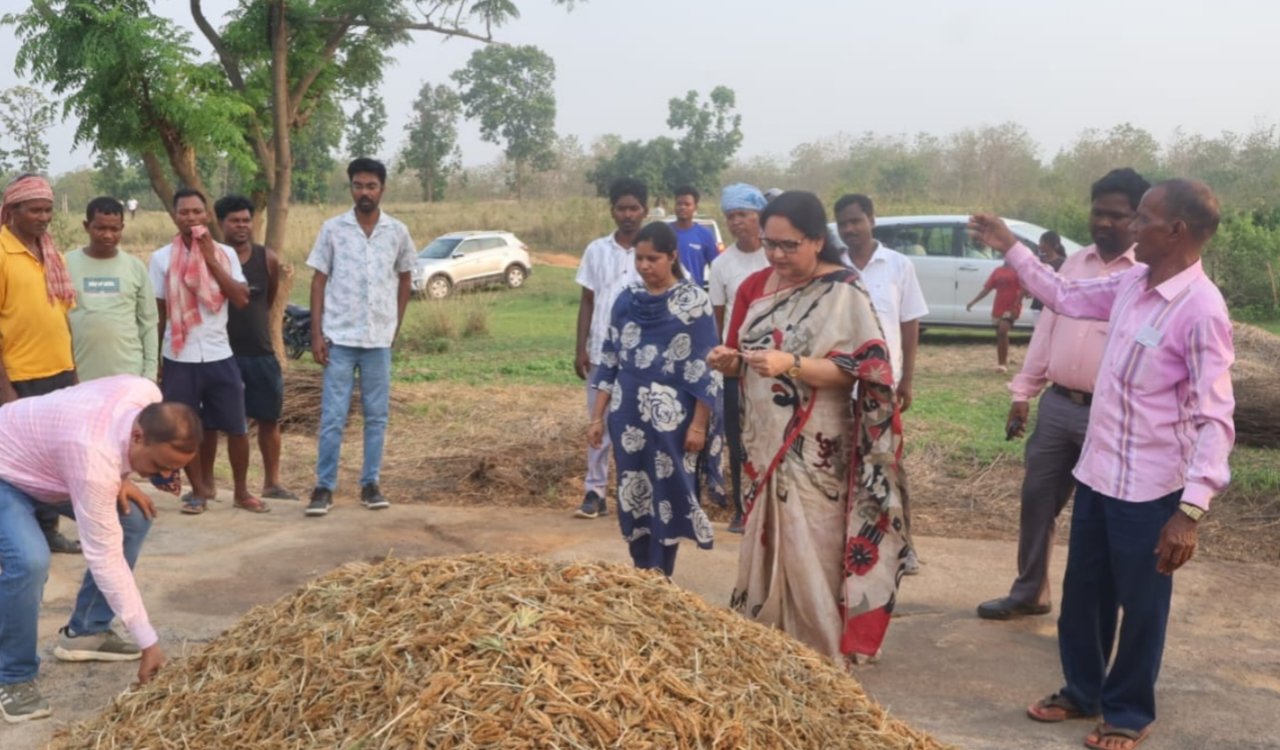 Jharkhand Millet Mission: Maduwa cultivation is being done on 200 acres in Simdega, farmers will get incentives