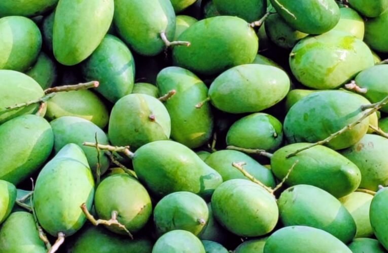 मनरेगा की बागवानी योजना से बदल रही सिमडेगा की तस्वीर, पाकरटांड़ से यूपी भेजे गए 3 टन आम्रपाली आम