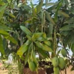 Simdega mangoes reach London with environmental protection, increasing income for farmers and women's groups