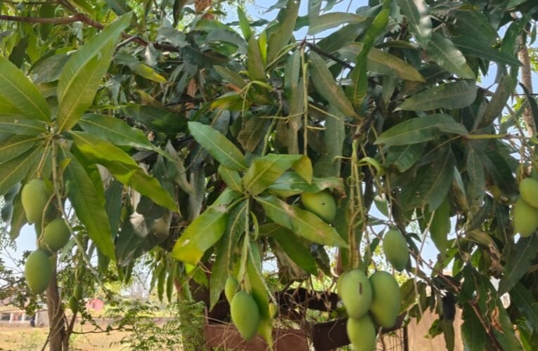 Simdega mangoes reach London with environmental protection, increasing income for farmers and women's groups