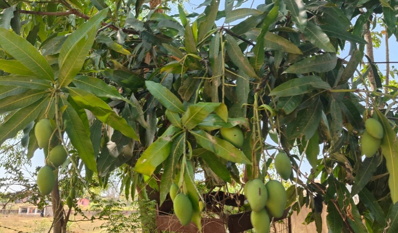 Simdega mangoes reach London with environmental protection, increasing income for farmers and women's groups