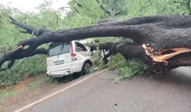 गोइलकेरा में कुदरत का कहर: स्कॉर्पियो पर गिरा विशालकाय पेड़, टला बड़ा हादसा