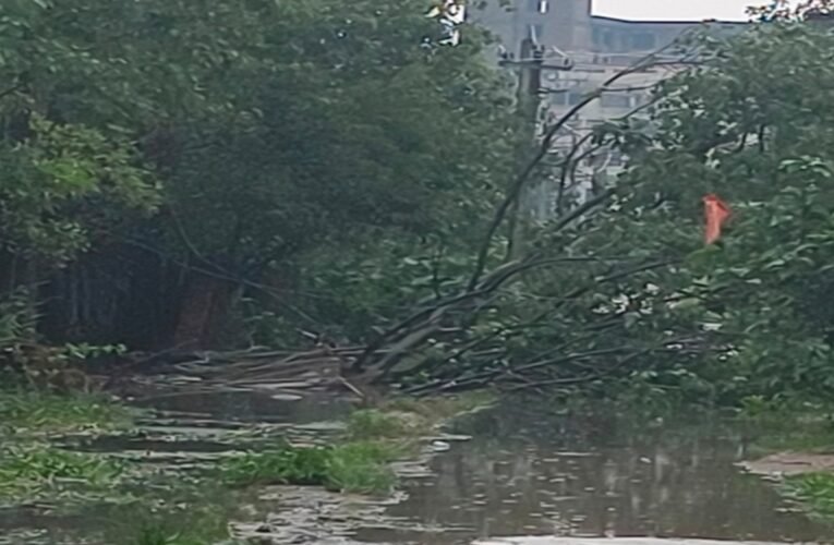 रांची: स्टेशन रोड स्थित बिजली ऑफिस के पास गिरा पेड़, आवागमन बाधित