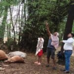 Lightning strikes in Simdega: 15 cattle killed, farmers suffer heavy losses.