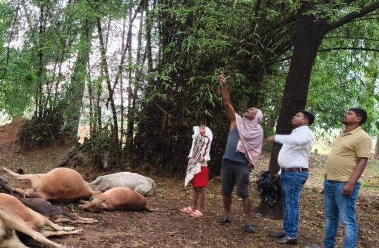 Lightning strikes in Simdega: 15 cattle killed, farmers suffer heavy losses.