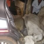 Two youths arrested for cattle theft in Ranchi; three cattle recovered.