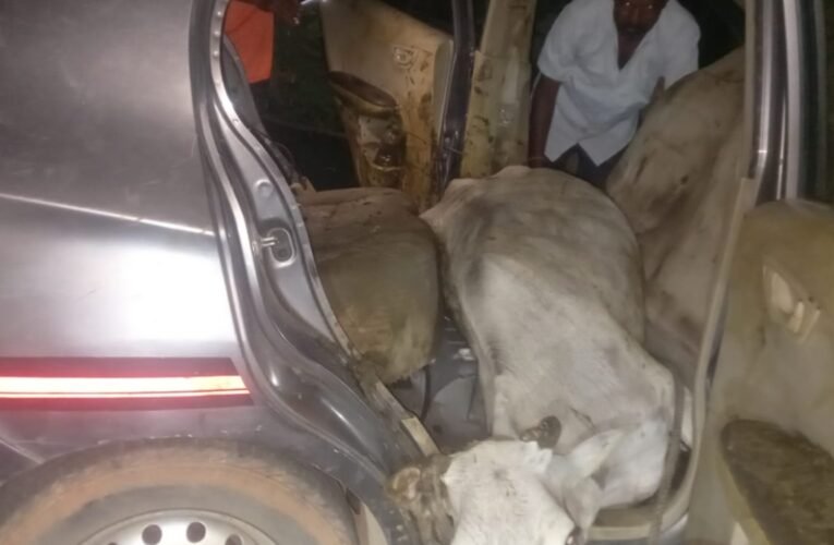 Two youths arrested for cattle theft in Ranchi; three cattle recovered.