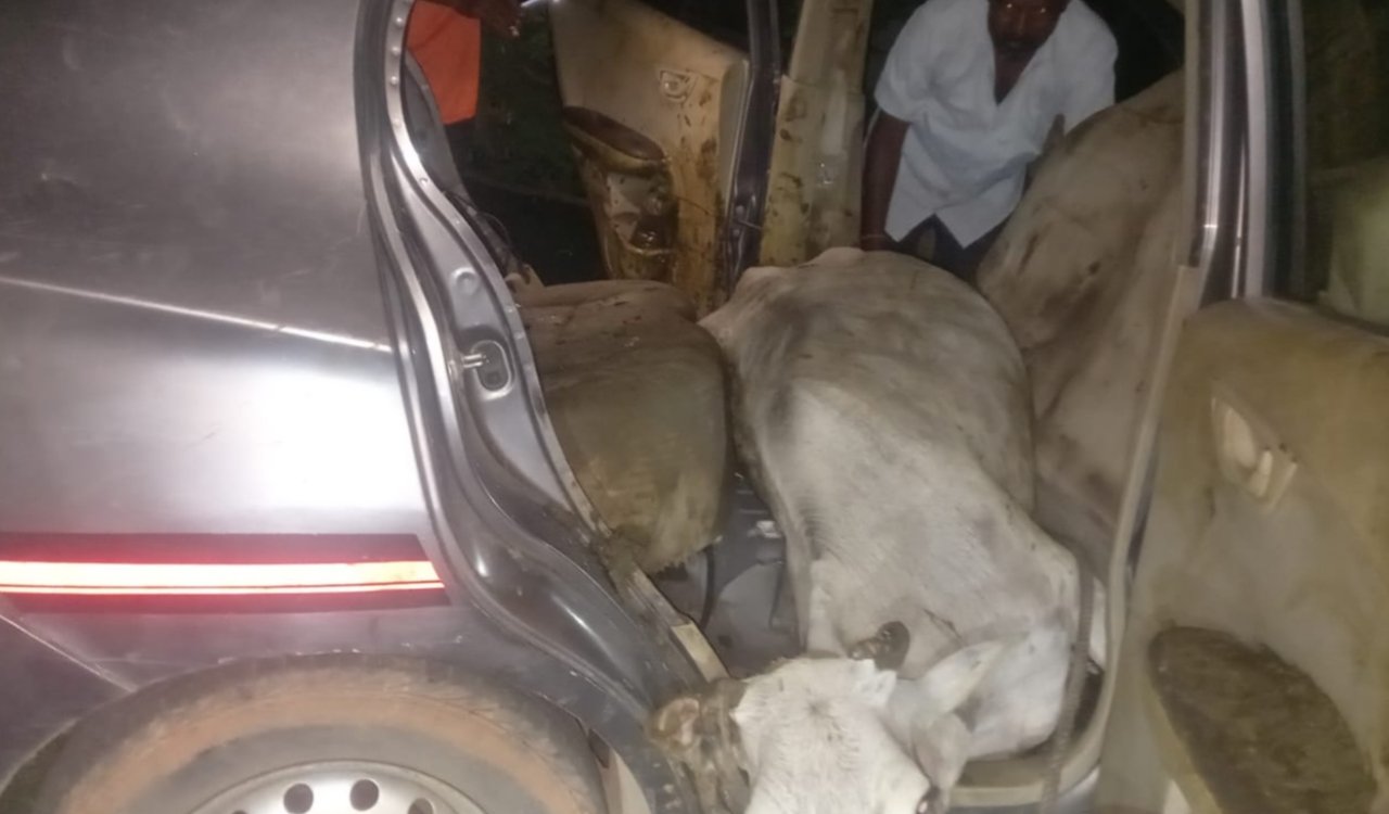 Two youths arrested for cattle theft in Ranchi; three cattle recovered.